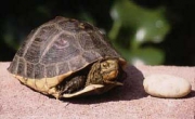 J Turtle