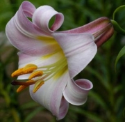 A Lily